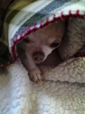 Uploaded from the Photobucket Android App