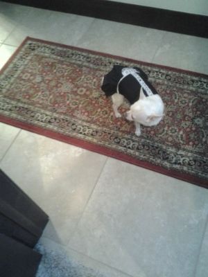 Uploaded from the Photobucket Android App