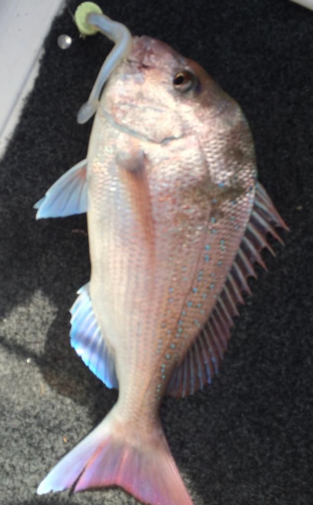  photo 31BED864-B56A-47D4-B825-C1295E15AA41_zpsid9u4suq.jpg