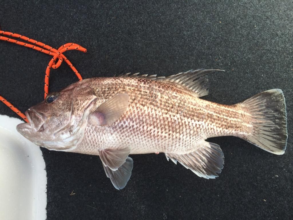  photo 6DE5321B-E9F3-4875-A669-2E134F2CF2E8_zpsqnmoubkz.jpg