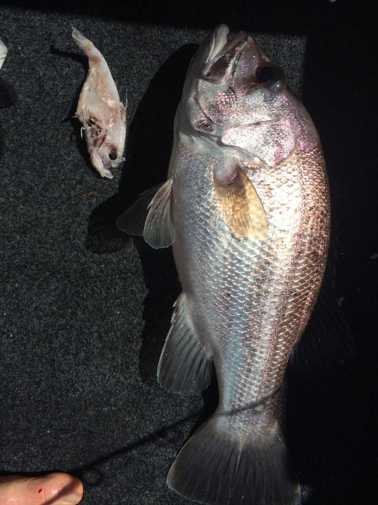  photo AA555C0B-49B4-498E-96EB-1E3A12BFA975_zps8xkpxekp.jpg