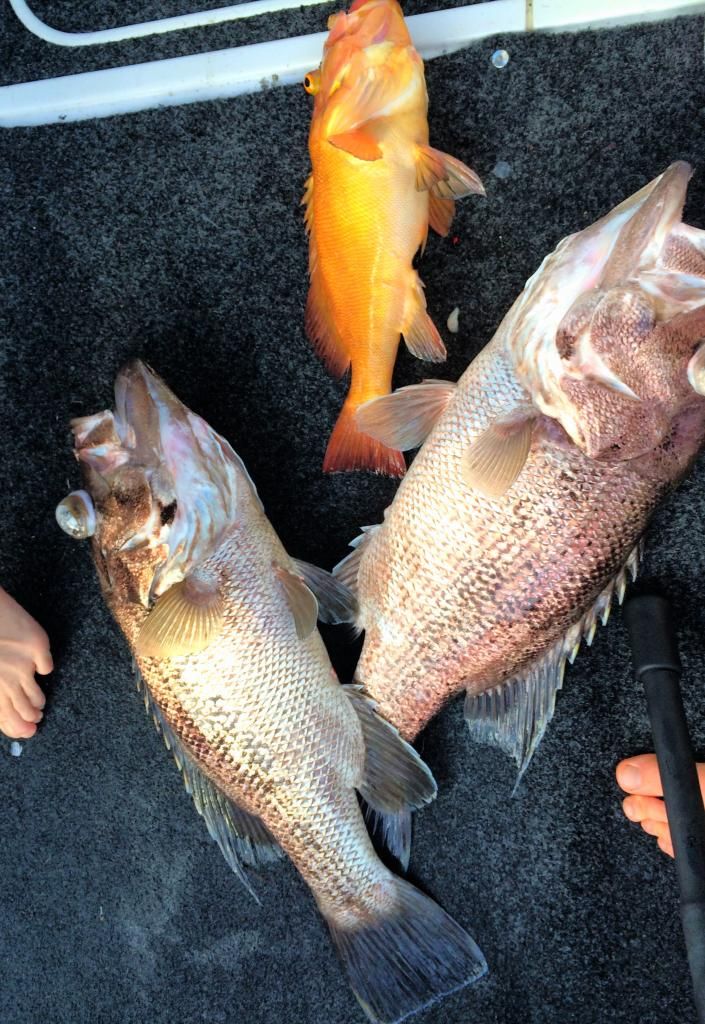  photo B44B0276-A0DA-4DE4-8FD7-B3E27C45C667_zpsa1yvvkci.jpg