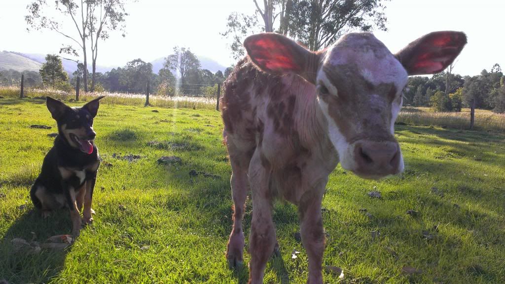 Severe Hair Loss 6wk Calf Cattle, Cow & Ranching