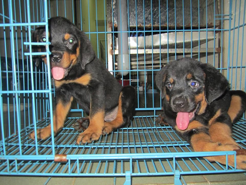 Hcm- toàn quốc- Giảm giá chó Rottweiler thuần chủng rẻ quá trời luôn - 3