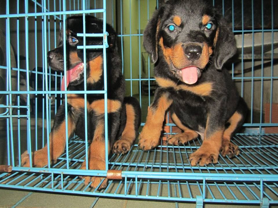 Hcm- toàn quốc- Giảm giá chó Rottweiler thuần chủng rẻ quá trời luôn - 4