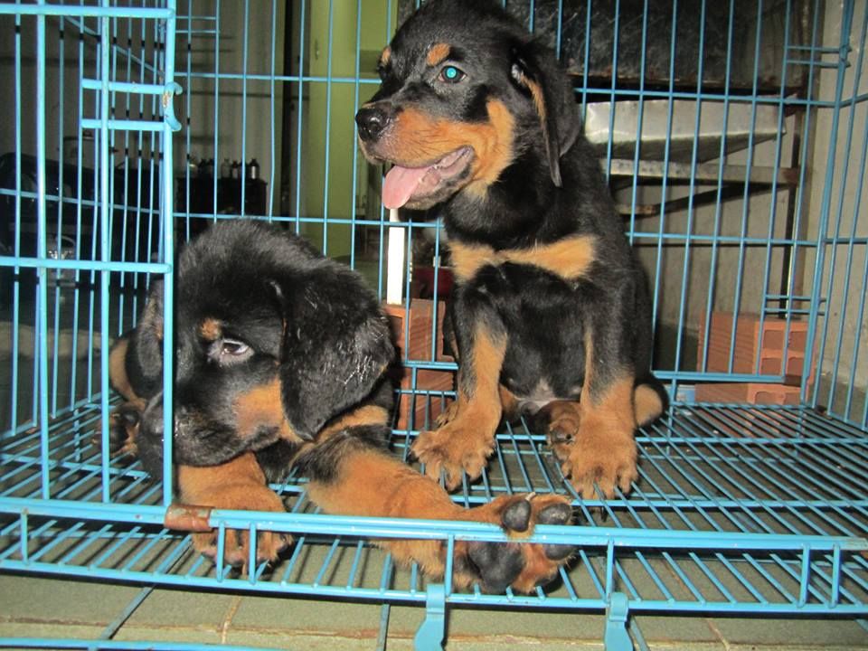 Hcm- toàn quốc- Giảm giá chó Rottweiler thuần chủng rẻ quá trời luôn - 1