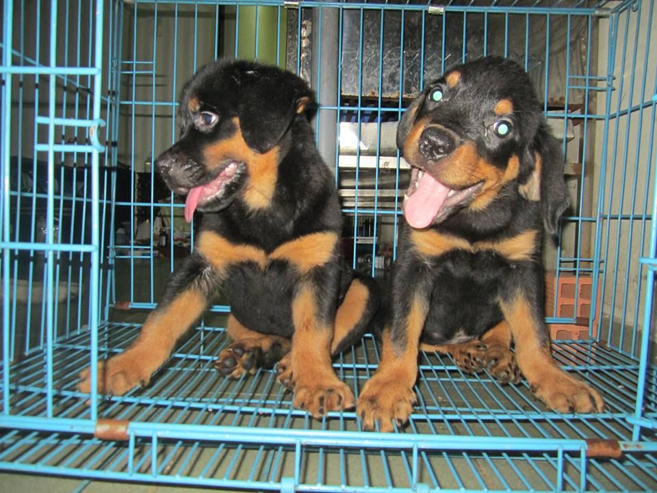 Hcm- toàn quốc- Giảm giá chó Rottweiler thuần chủng rẻ quá trời luôn - 2