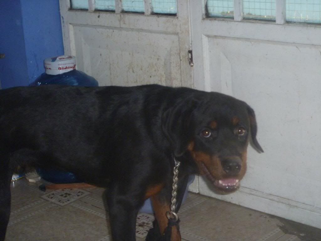 hcm- bán nhanh chó rottweiler đực giống 5 tháng tuổi, nặng 25kg..rất đẹp.. giá rẻ... - 2