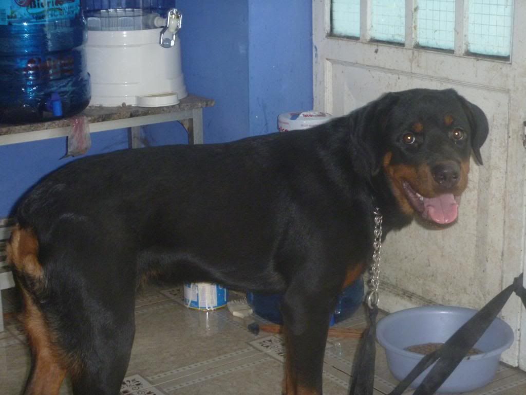 hcm- bán nhanh chó rottweiler đực giống 5 tháng tuổi, nặng 25kg..rất đẹp.. giá rẻ...