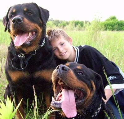 những kinh nghiệm lựa chọn giống chó phù hợp, hãy khoan mua chó nếu bạn chưa đọc bài